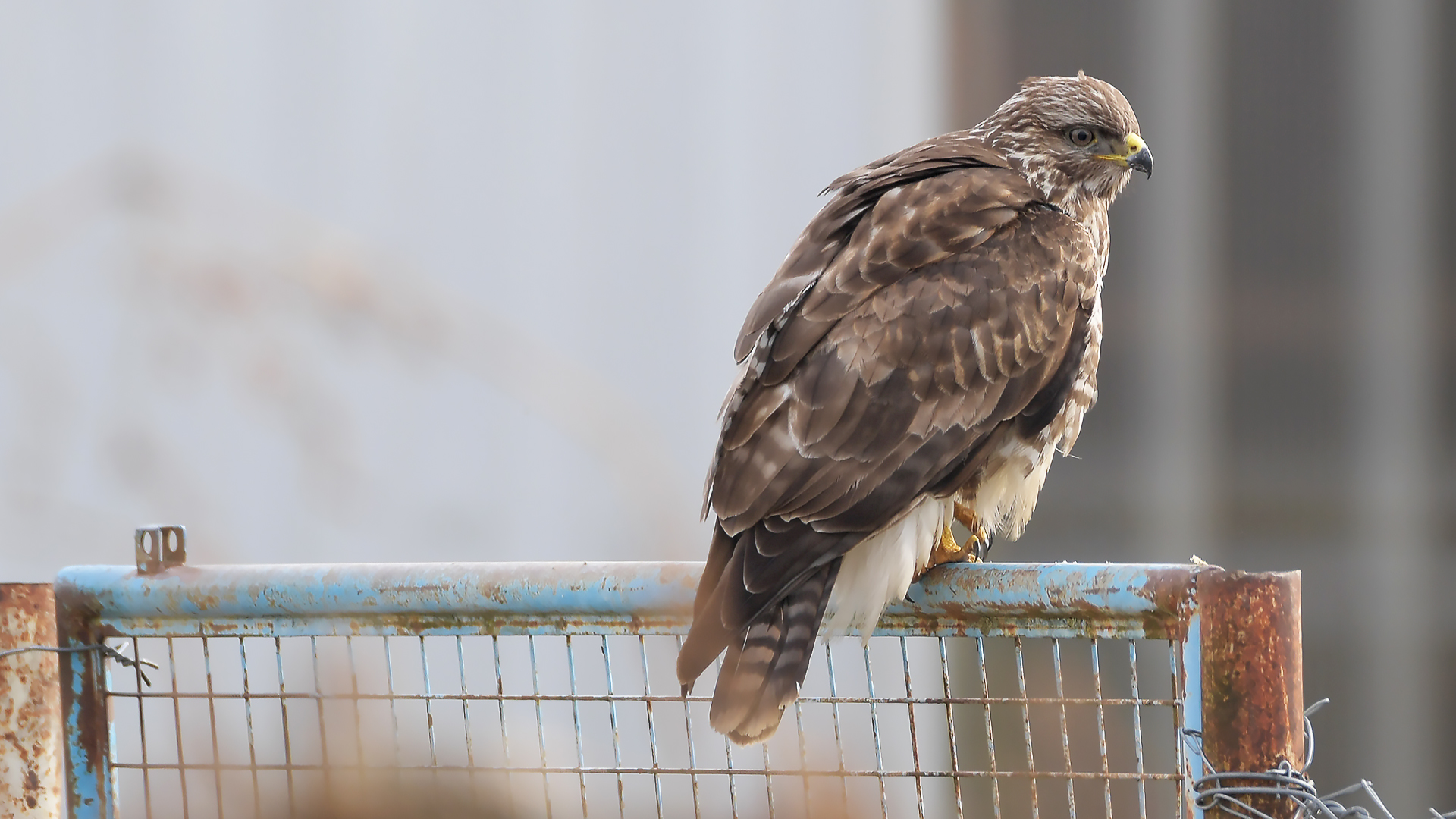 Mäusebussard